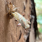 Cicada Molting