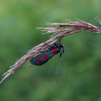 A testa in giù di 