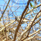 Tufted Titmouse