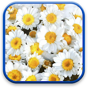 Flowers Live Wallpaper 21 Icon