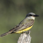 Couch's kingbird