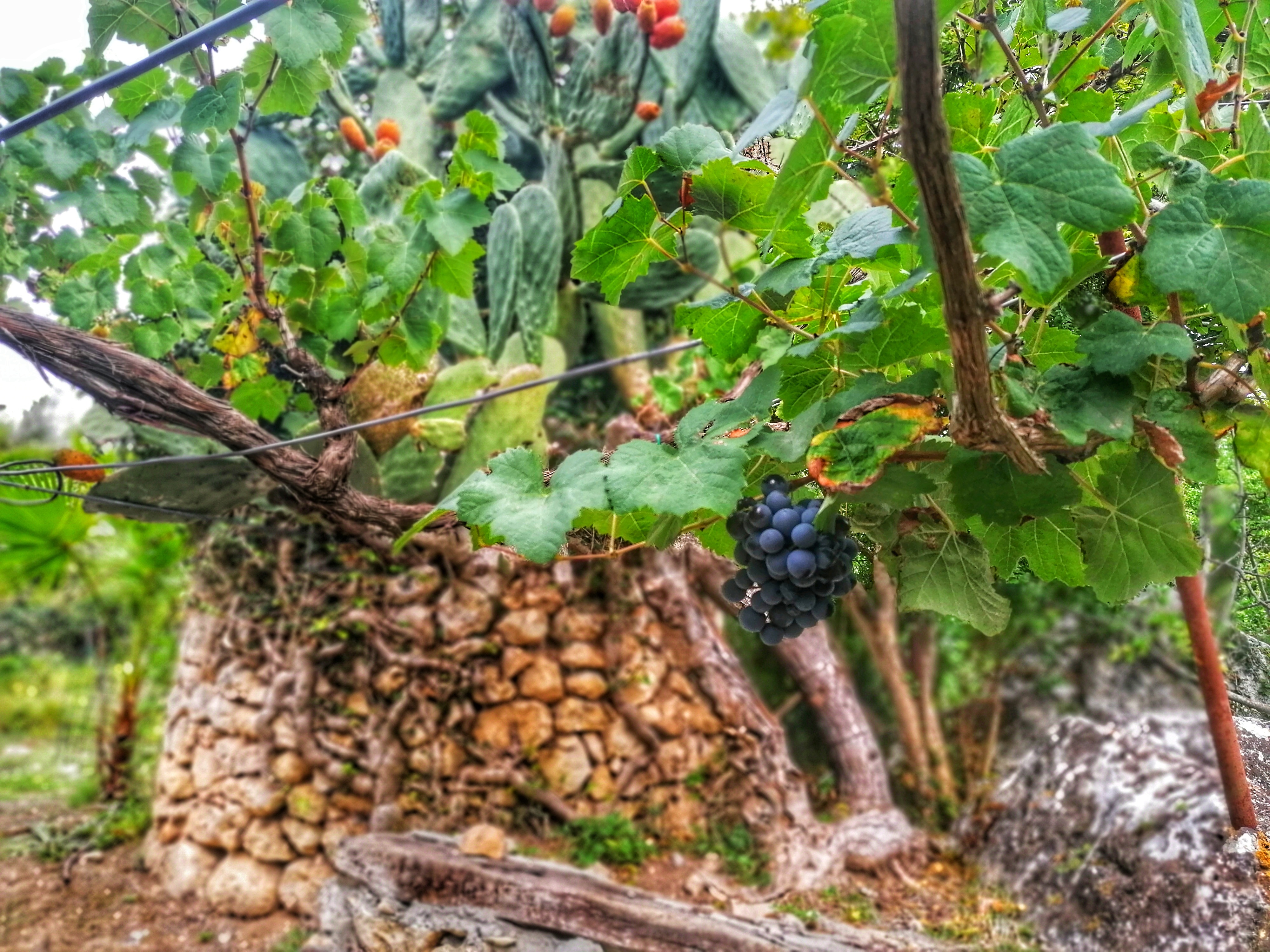 Settembre in Sardegna di ManuPuggi