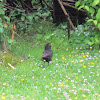 Common blackbird