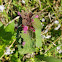 Purple Dead Nettle