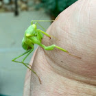 Common Green Mantid / Giant Mantid