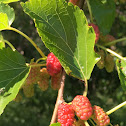 Mulberry