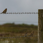 Linnet