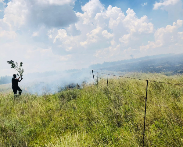 A farm worker uses a branch to beat a fire suspected to have been started by an arsonist on Saturday night.