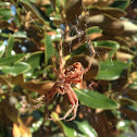 Barn Orbweaver