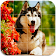 Dogs Tile Puzzle icon