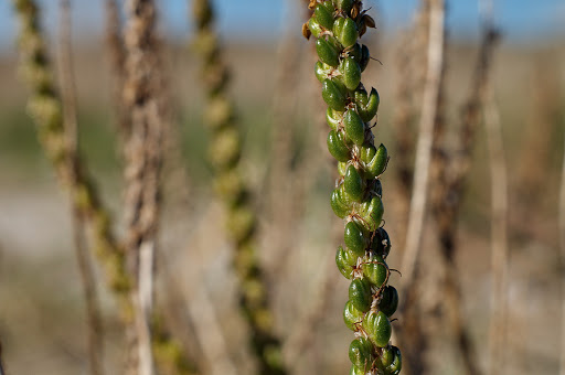 Plantago maritima