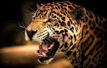 Cheetah Tab small promo image