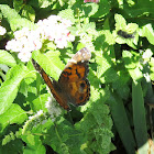 American Lady butterfly