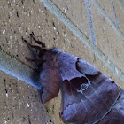 Polyphemus Moth