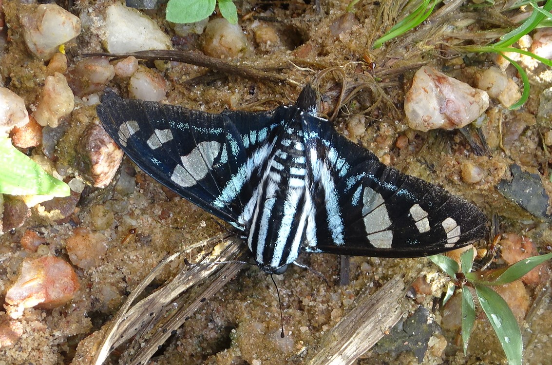 Hewitson's Sabre-wing