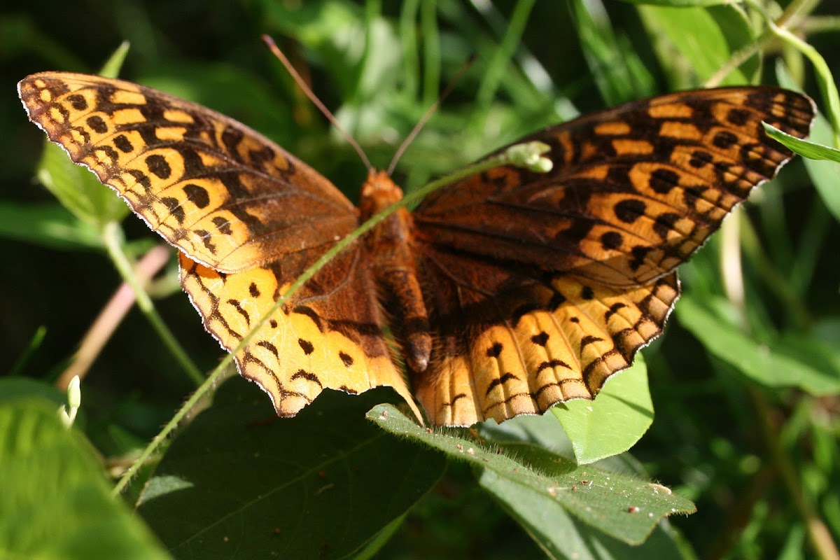 Great Spangled Fritillary