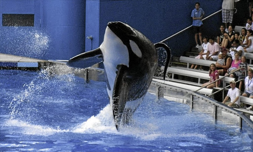 Killer whale Tilikum, pictured here at SeaWorld, has died. He was profiled in a documentary that inspired protests against the holding of cetaceans in tanks.