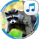 Download Sounds of Raccoon For PC Windows and Mac