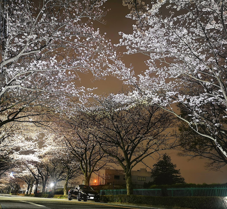 マークXの桜コラボ🌸・夜桜🌸・いつもイイネ&コメントありがとうございます🙇‍♂️・洗車したら次の日に雨が…に関するカスタム事例の投稿画像2枚目