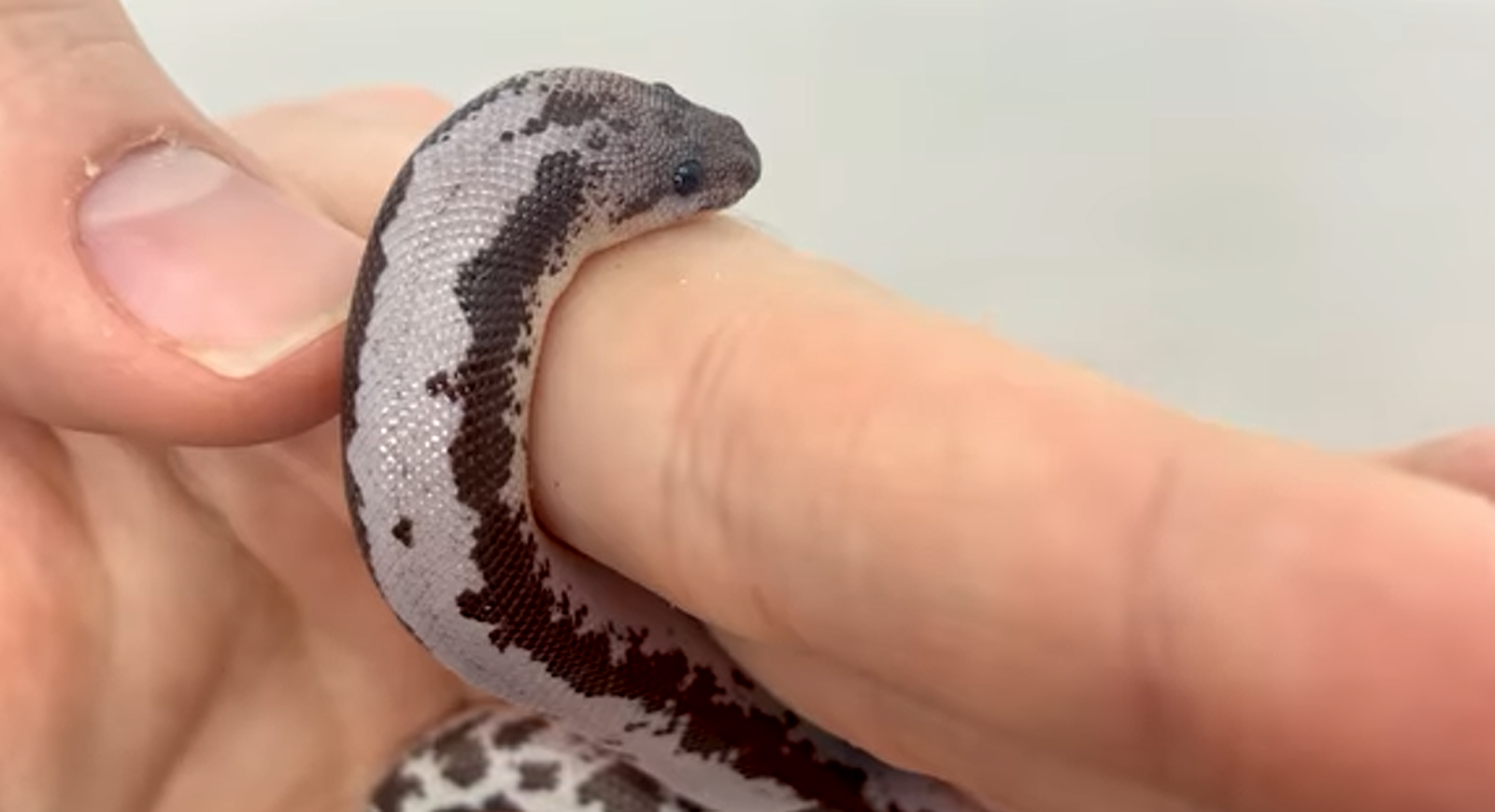 Kenyan sand boa