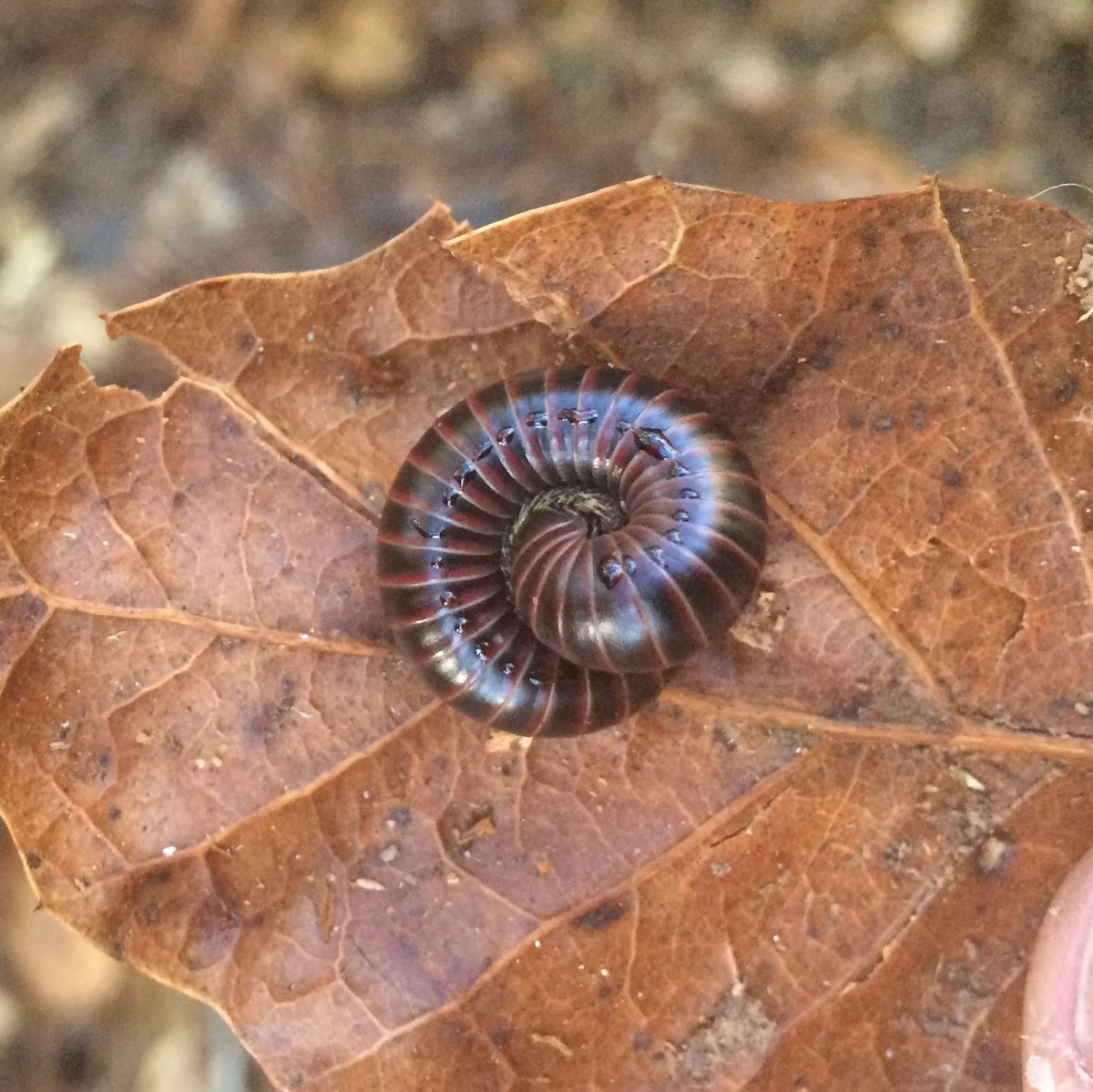 Millipede