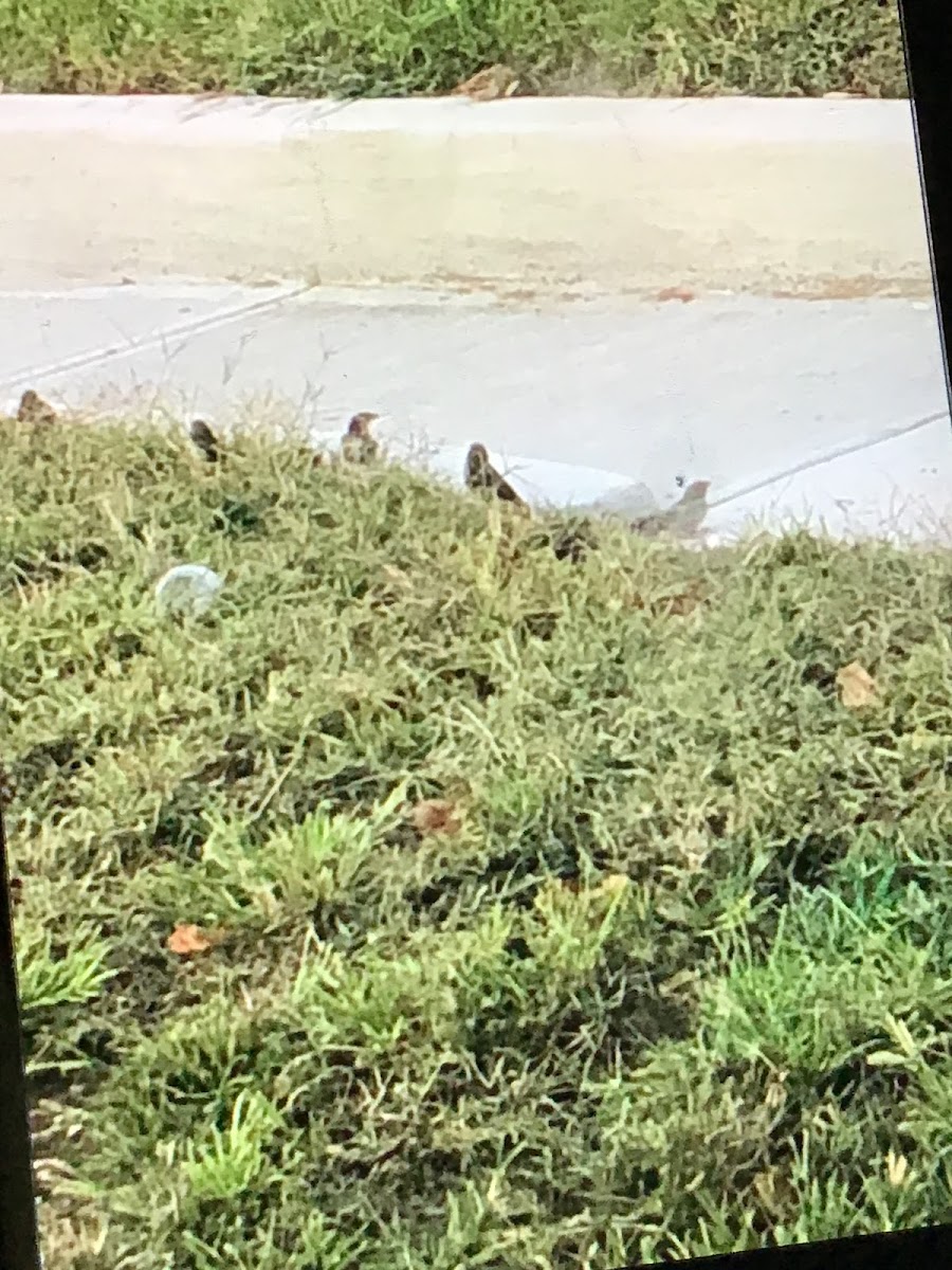 House sparrow