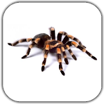 Cover Image of Download Spider Video Live Wallpaper 3.0 APK