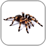 Spider Video Live Wallpaper Apk