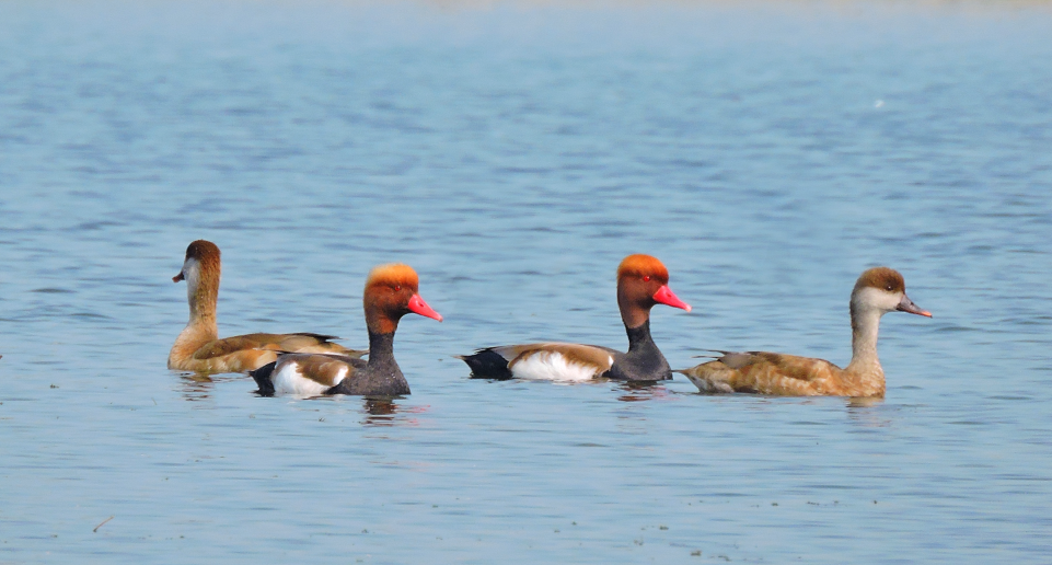 Red-crested pochard