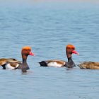 Red-crested pochard