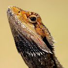 Eastern Bearded Dragon