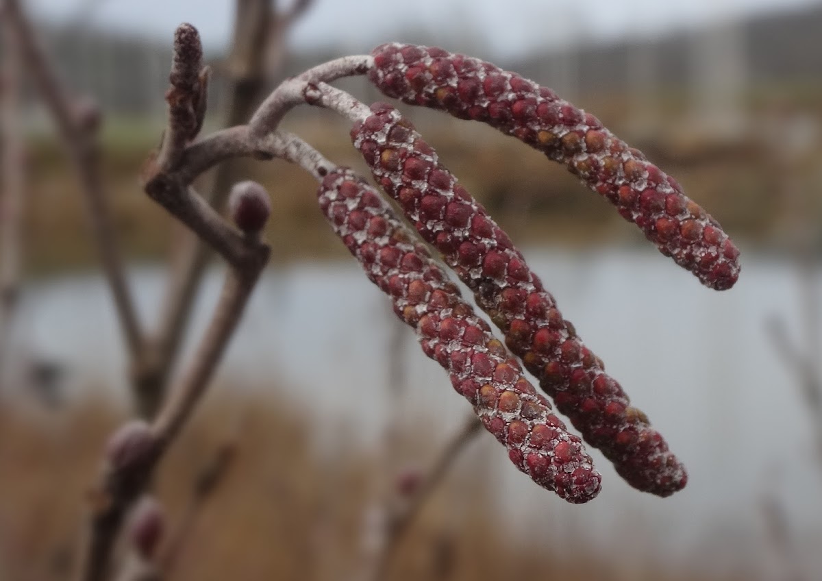 Smooth Alder