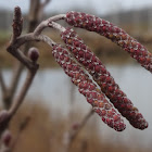 Smooth Alder