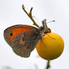 Small Heath Butterfly