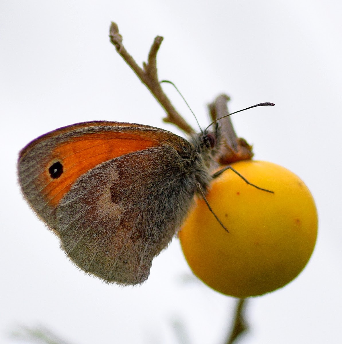 Small Heath Butterfly