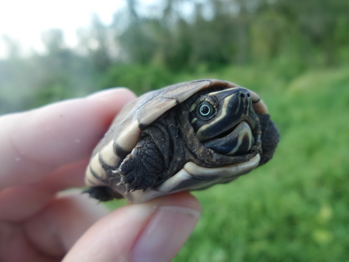 Malayan Snail-eating Turtle