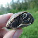 Malayan Snail-eating Turtle