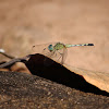 Ground Skimmer