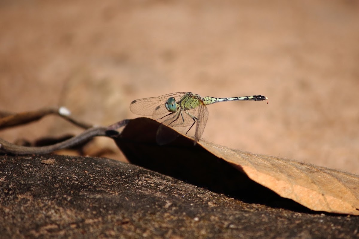 Ground Skimmer