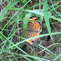 Pearl Crescent Butterfly