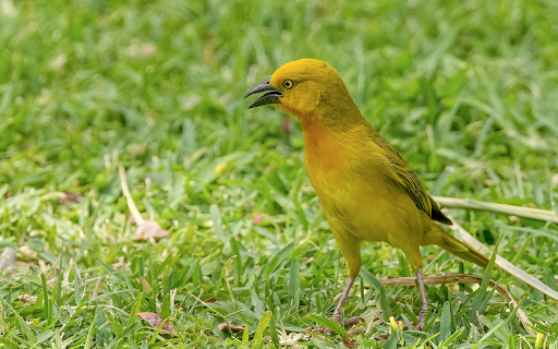 Pretty Bird screenshot 1