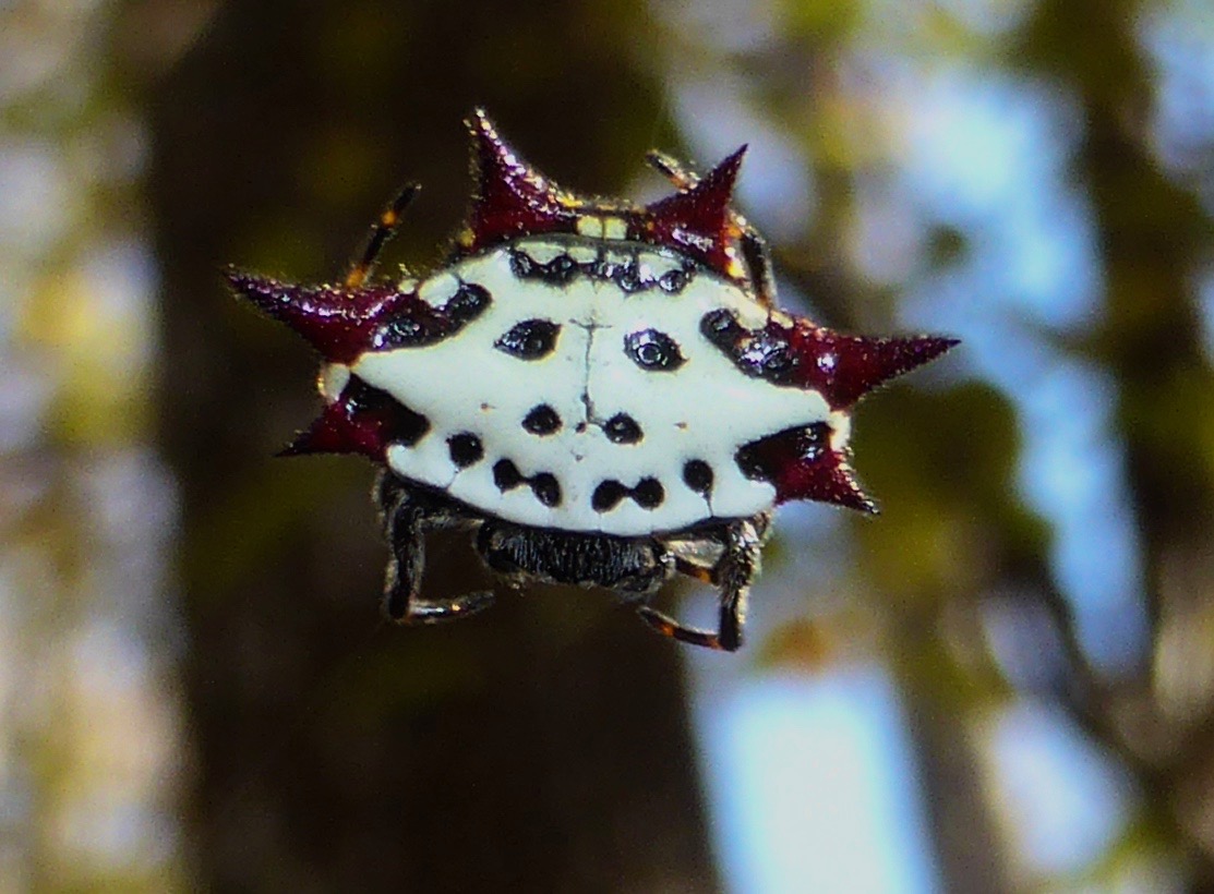 Spinybacked Orbweaver ♀