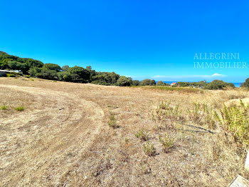 terrain à Corbara (2B)