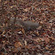 Eastern Gray Squirrel