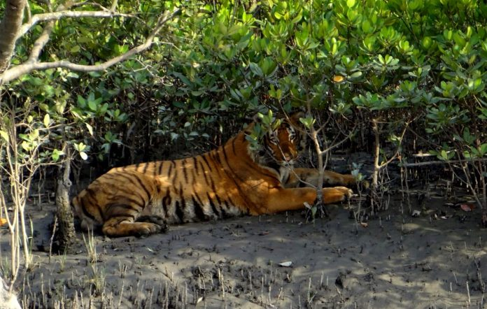 Sundarbans National Park, West Bengal (Best Time to Explore Tiger Safari in India)