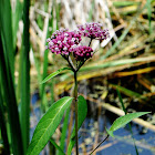 Swamp Milkweed