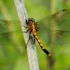 Seaside Dragonlet Dragonfly (female)