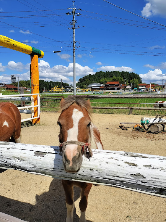 155のドライブ・秋の気配・ネオクラシック・MTは楽しい・三連休に関するカスタム事例の投稿画像3枚目