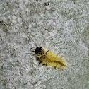 American Dagger Moth Caterpillar