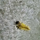 American Dagger Moth Caterpillar